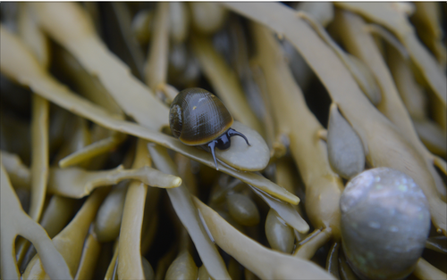 Acadia National Park: Snail Closeup