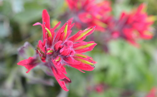 Banff National Park: Wildflower