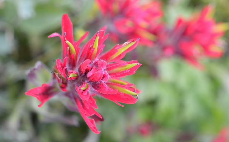 Banff National Park: Wildflower