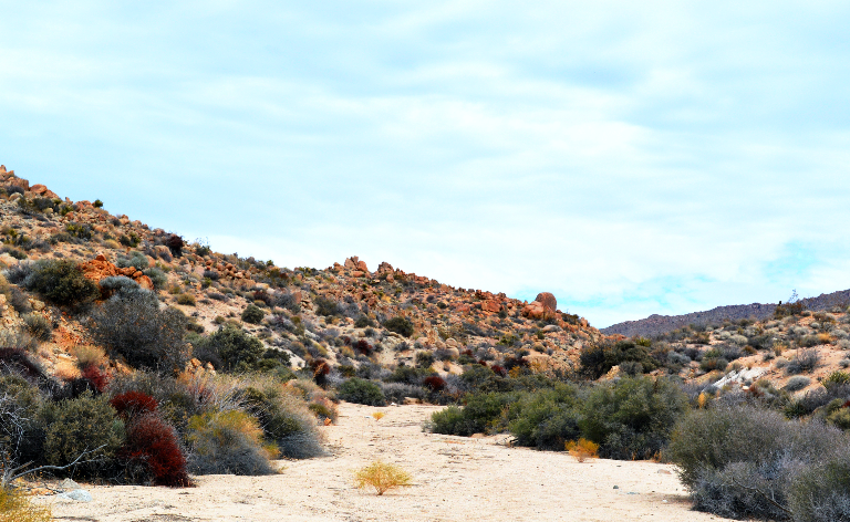 Joshua Tree: Valley