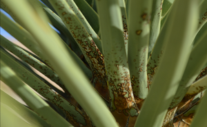 Joshua Tree: Closeup