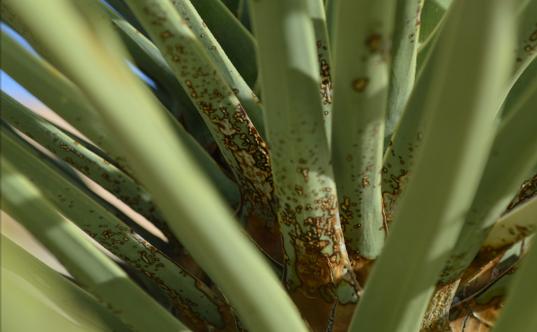Joshua Tree: Closeup