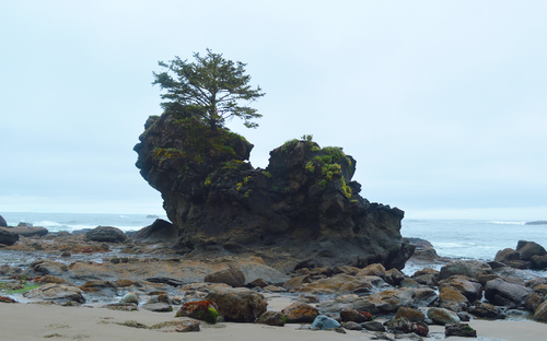 Vancouver Island: Lonely Tree