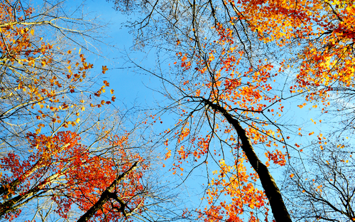 White Mountains: Fall