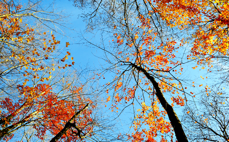White Mountains: Fall