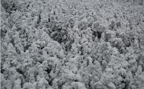 White Mountains: Snow Covered Trees