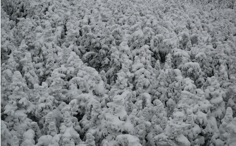 White Mountains: Snow Covered Trees